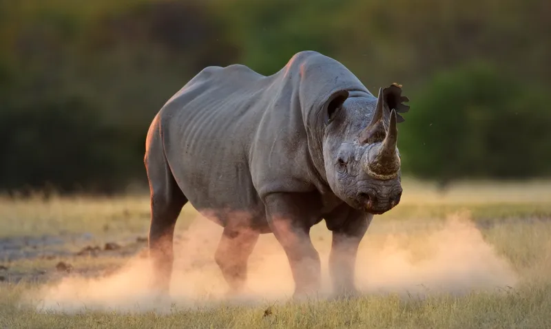 The Vajra Rhino — Charmaine